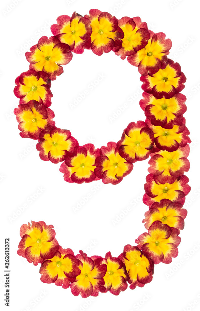 Numeral 9, nine, from natural flowers of primula, isolated on white background