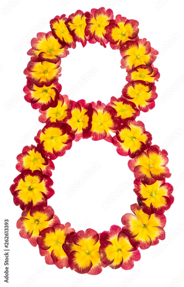Numeral 8, eight, from natural flowers of primula, isolated on white background