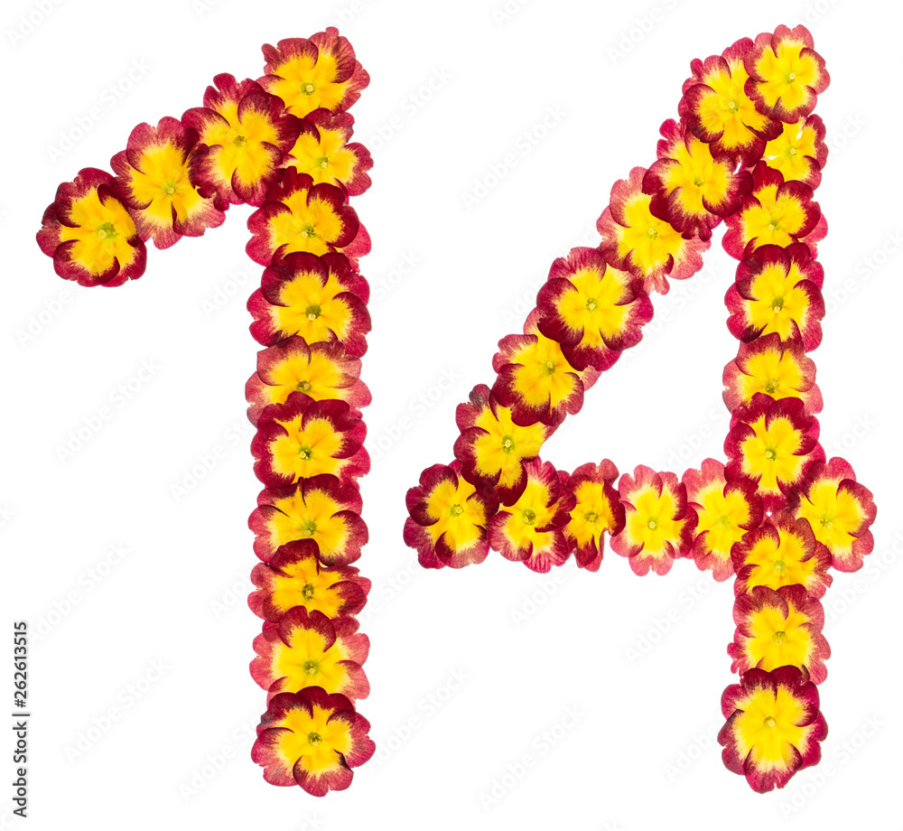 Numeral 14, fourteen, from natural flowers of primula, isolated on white background