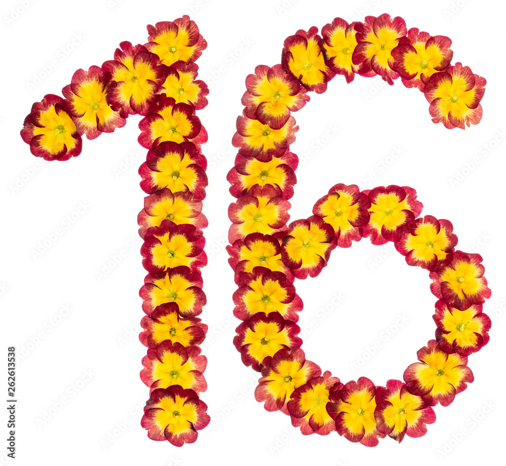 Numeral 16, sixteen, from natural flowers of primula, isolated on white background