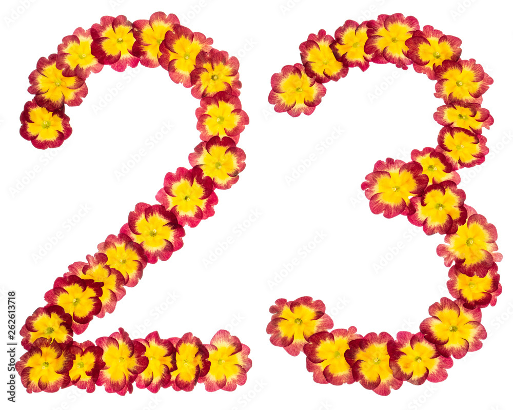 Numeral 23, twenty three, from natural flowers of primula, isolated on white background Numeral 23, twenty three, from natural flowers of primula, isolated on white background