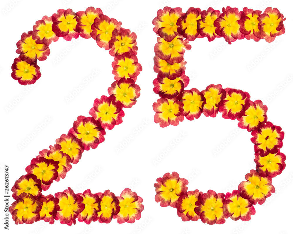 Numeral 25, twenty five, from natural flowers of primula, isolated on white background