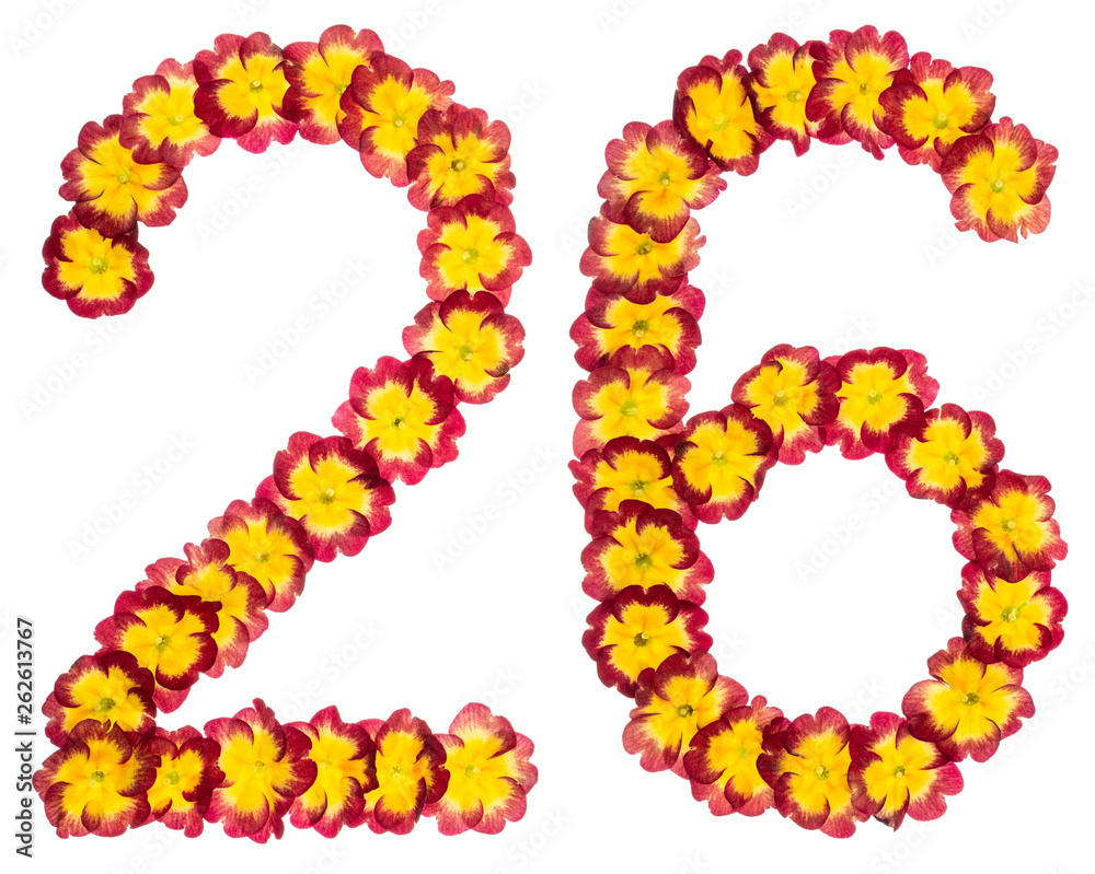 Numeral 26, twenty six, from natural flowers of primula, isolated on white background