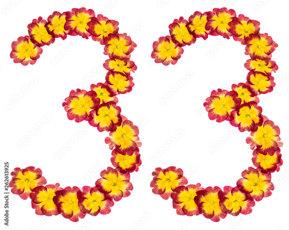 Numeral 33, thirty three, from natural flowers of primula, isolated on white background