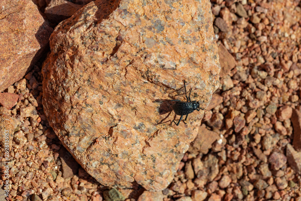 The head-stander beetle (Onymacris unguicularis) is a species of fog basking beetle that is native to the Namib Desert of southern Africa. Stenocara. The head-stander beetle (Onymacris unguicularis) is a species of fog basking beetle that is native to the Namib Desert of southern Africa. Stenocara.