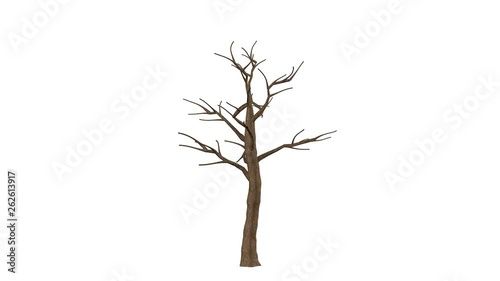 3d rendering of a growing realistic tree isolated on white