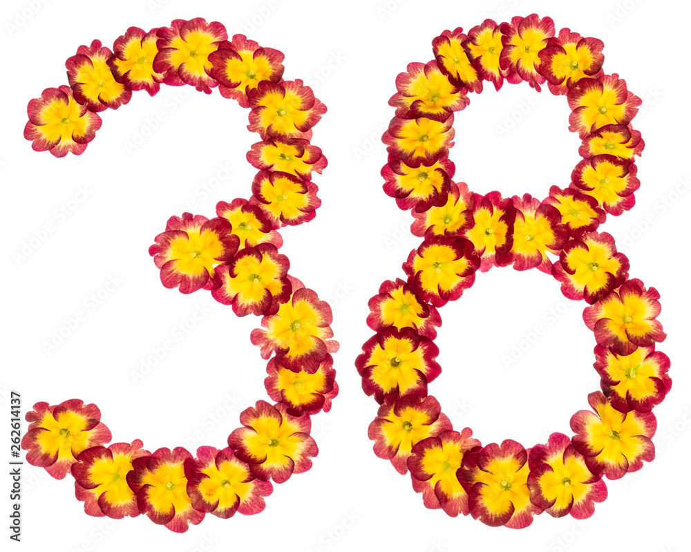 Numeral 38, thirty eight, from natural flowers of primula, isolated on white background