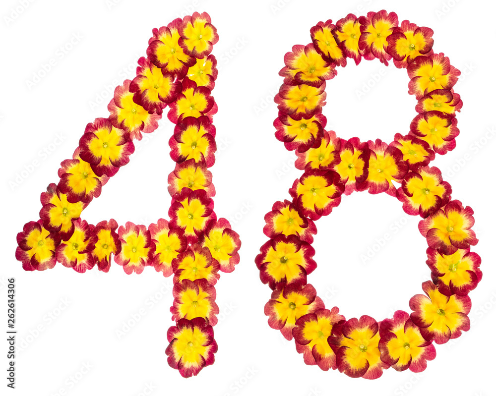 Numeral 48, forty eight, from natural flowers of primula, isolated on white background