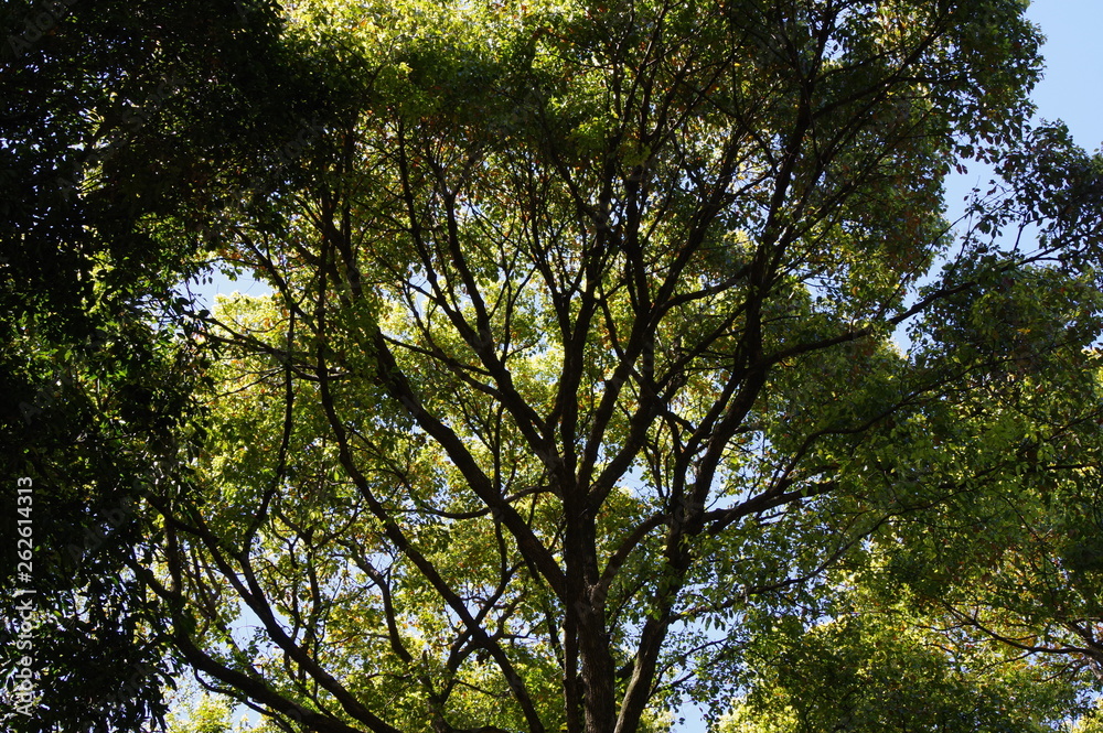 Fototapeta premium 森林の風景