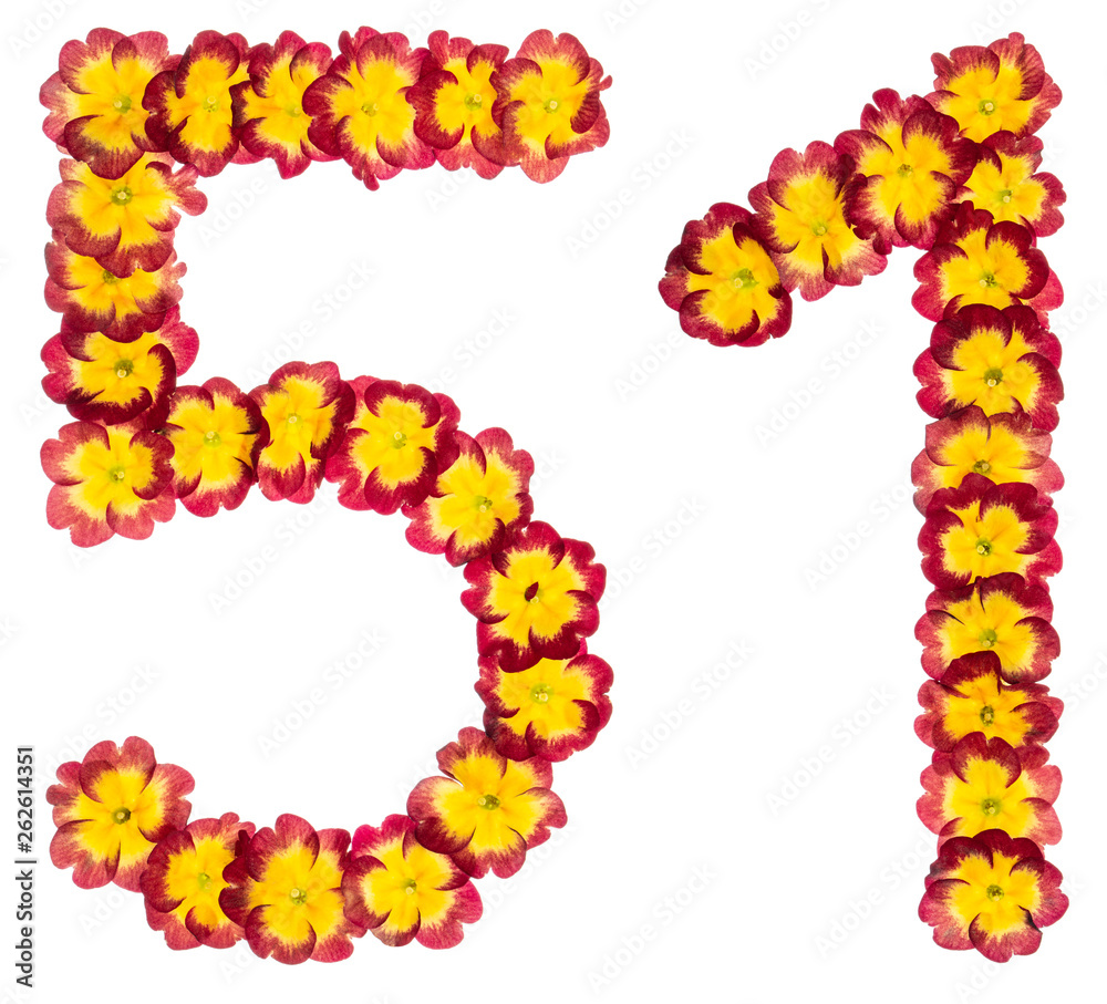 Numeral 51, fifty one, fifty, from natural flowers of primula, isolated on white background