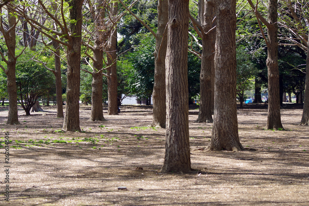 Fototapeta premium 代々木公園の風景