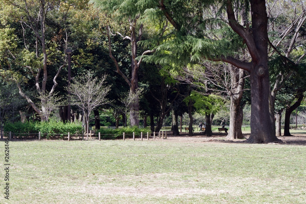 代々木公園の風景