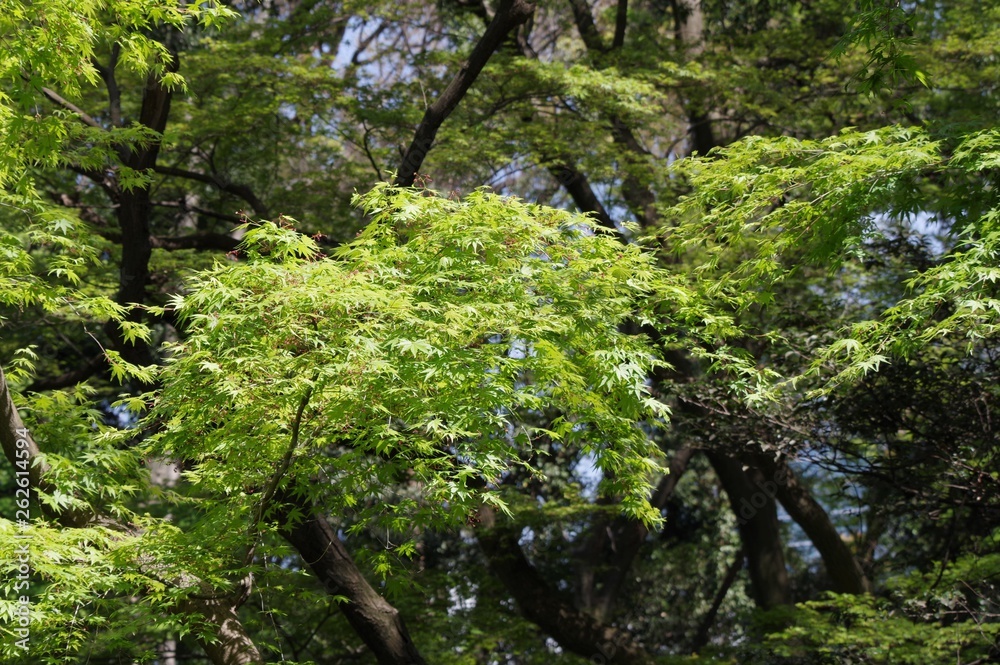 森林の風景 森林の風景
