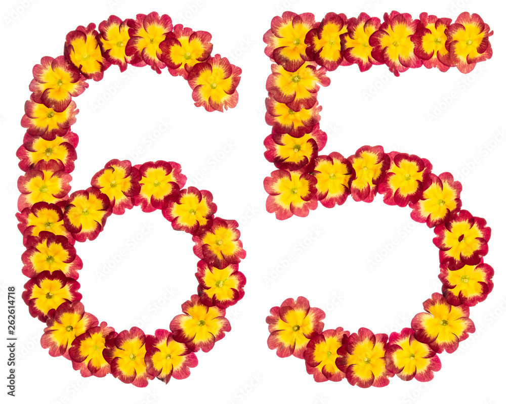 Numeral 65, sixty five, from natural flowers of primula, isolated on white background