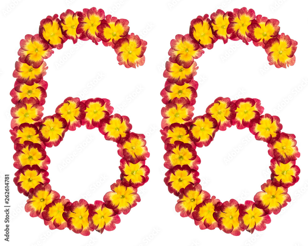 Numeral 66, sixty six, from natural flowers of primula, isolated on white background
