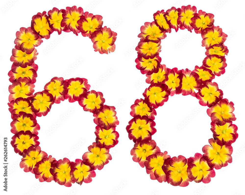 Numeral 68, sixty eight, from natural flowers of primula, isolated on white background