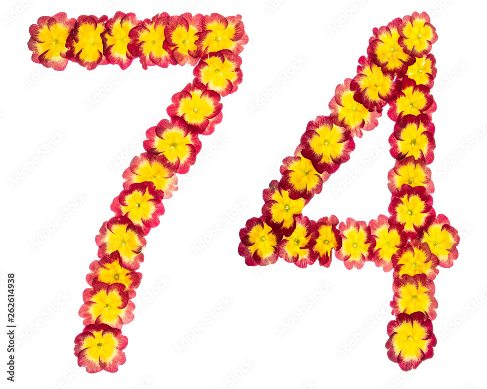 Numeral 74, seventy four, from natural flowers of primula, isolated on white background