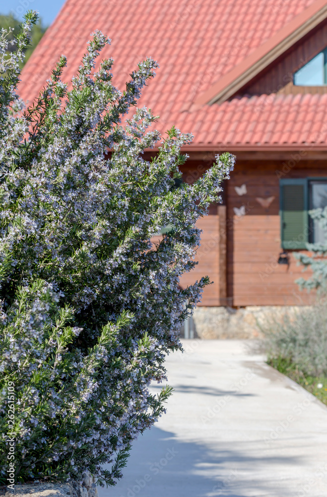 Fototapeta premium Rosemary bush (Rosmarinus officinalis) close-up against the background of the house
