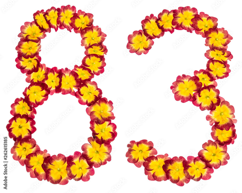 Numeral 83, eighty three, from natural flowers of primula, isolated on white background