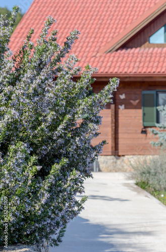 Foto Rosemary bush (Rosmarinus officinalis) close-up against the background of the ho