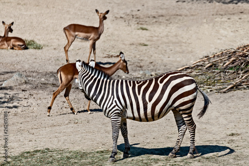 Zebra looks after other animals on the steppe