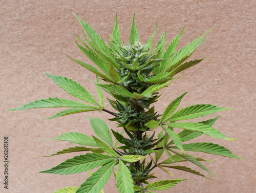 flowering cannabis