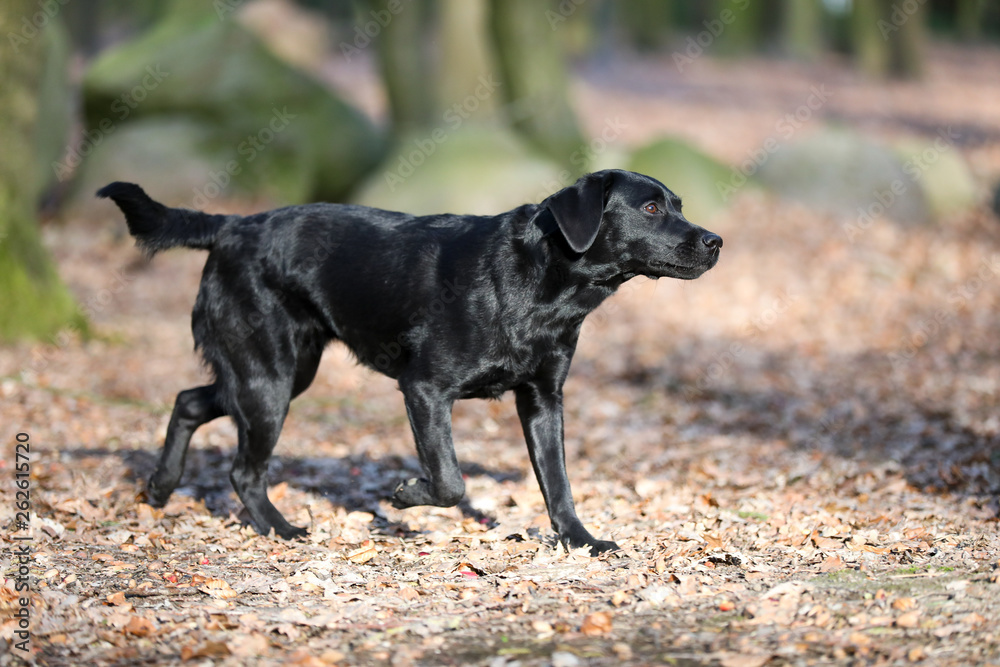 Junger Labrador im Wald