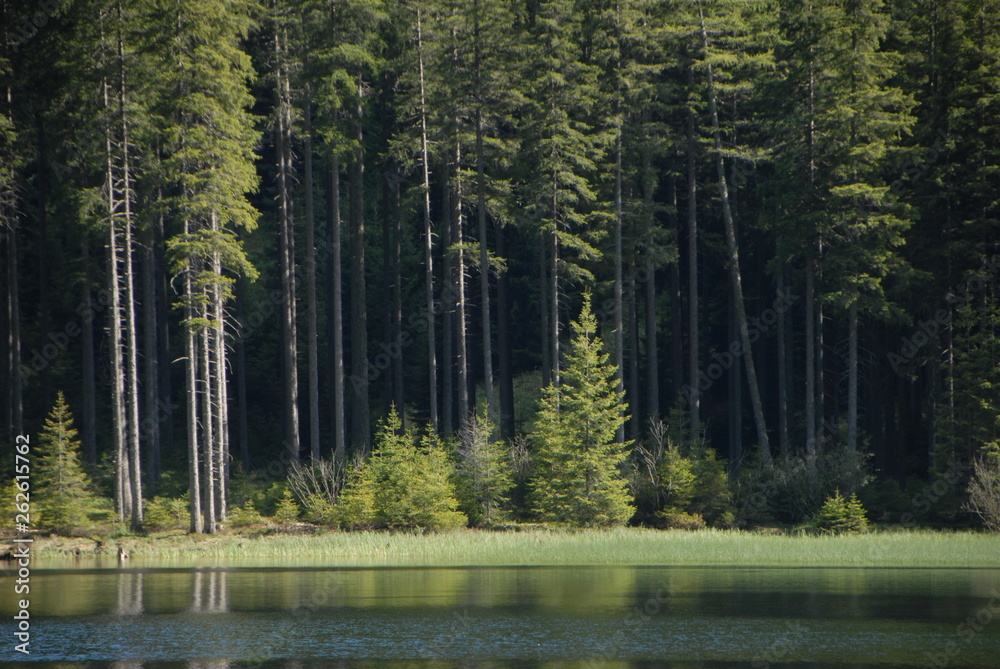 Fototapeta premium trees