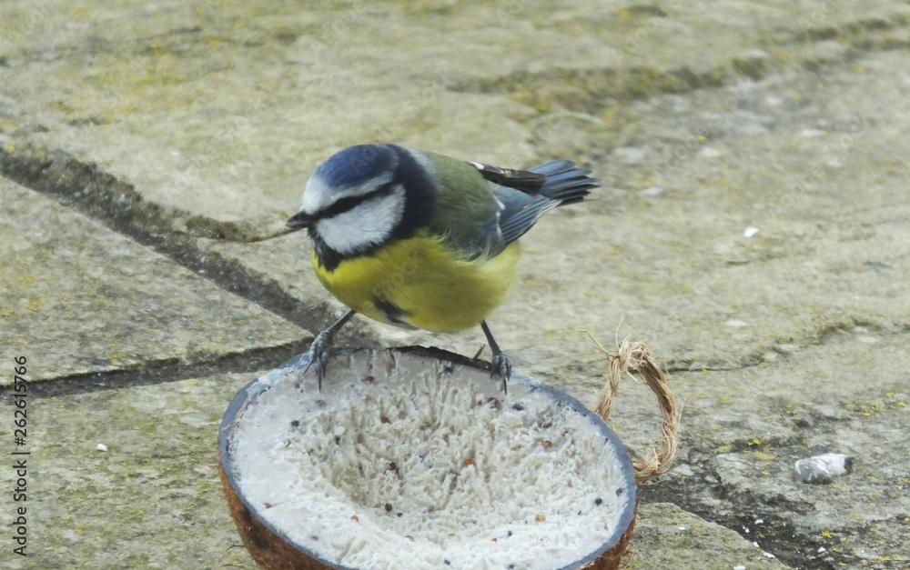 Obraz premium Great Tit feeding from Insect Coconut Suet Shells in Ireland