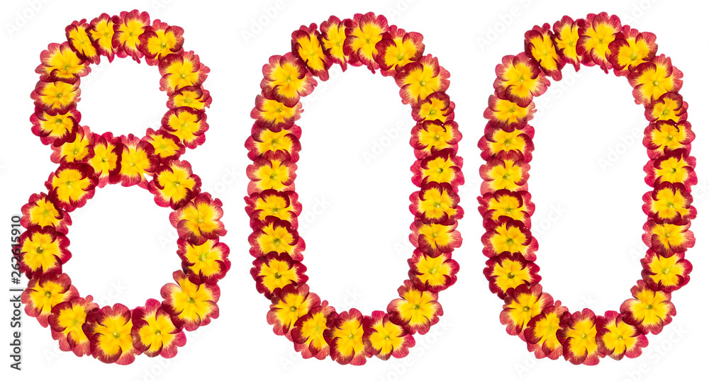 Numeral 800, eight hundred, from natural flowers of primula, isolated on white background Numeral 800, eight hundred, from natural flowers of primula, isolated on white background