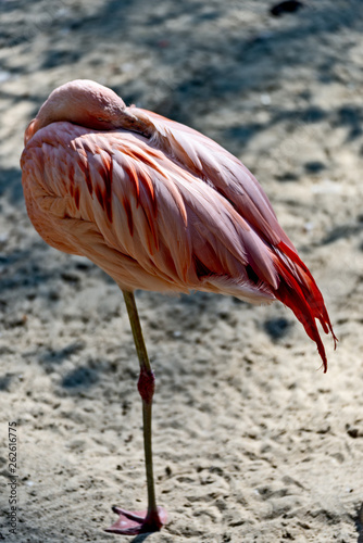 Flamingo stands on one leg and sleeps