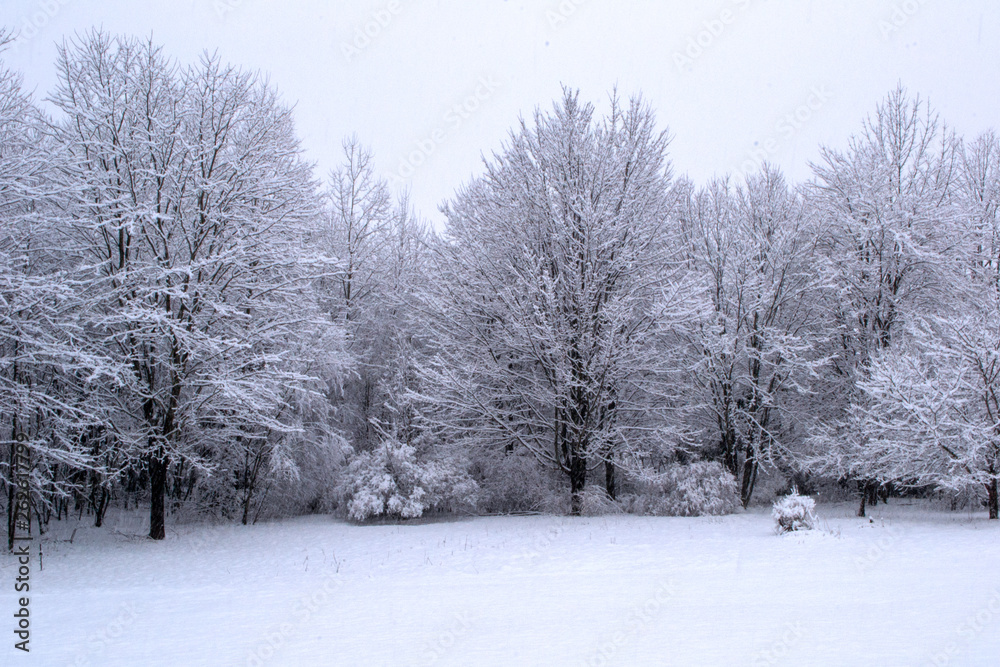 winter landscape with trees and snow winter landscape with trees and snow