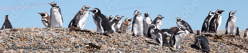 Magellanic penguins, Punta Ninfas, Argentina