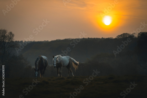 Horses grazing in a field at sunset, rural location, ashford, kent, uk