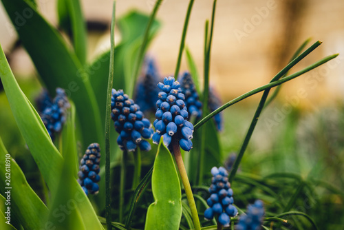 Image of beautiful blue Muscari botryoides - grape hyacinth in the garden on sunset. Close up photo of fresh grape hyacinth in green grass  Cute dark  bluef lowers in spring. photo