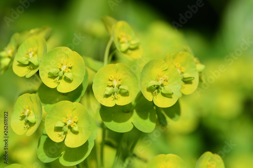 Close up of a euphorbia plant