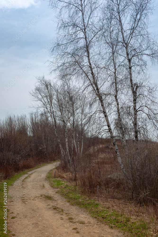 Countryside Road, Path, Walkway through Birch Tree Forest Countryside Road, Path, Walkway through Birch Tree Forest