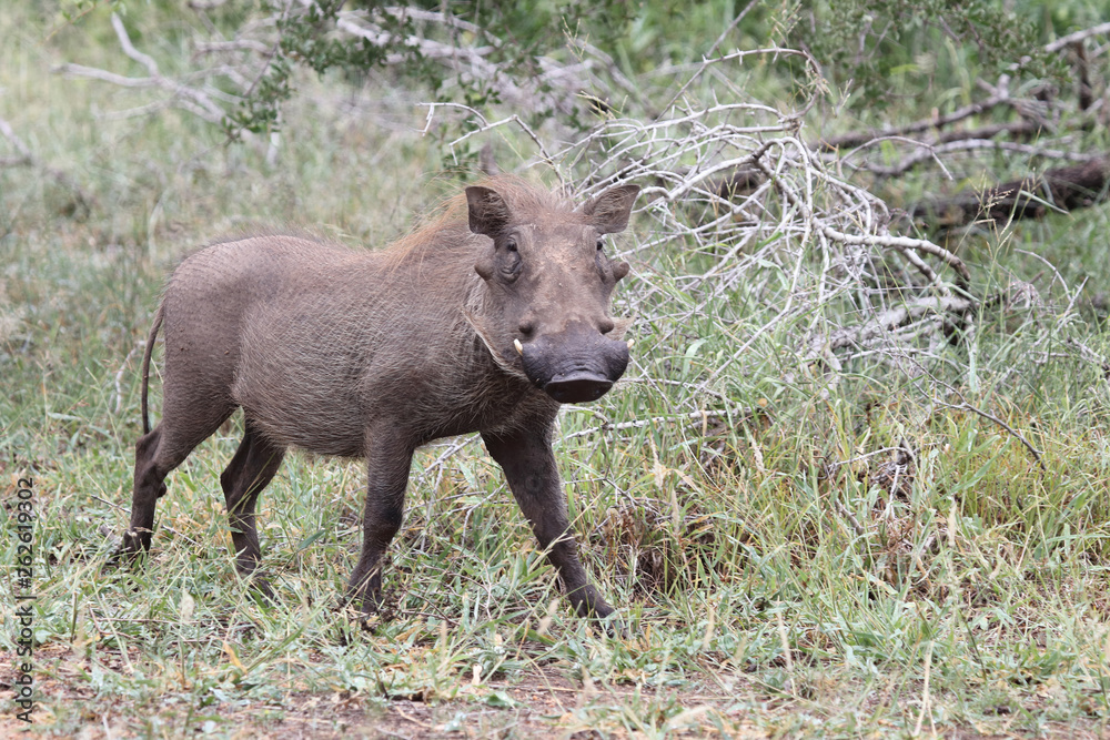 Warzenschwein / Warthog / Phacochoerus africanus Warzenschwein / Warthog / Phacochoerus africanus