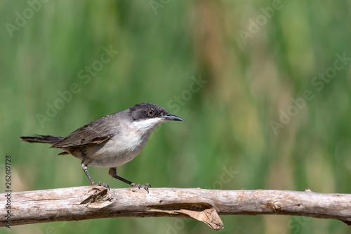 Little bird. Eastern Orphean Warbler.  Sylvia crassirostris. Green nature background.  photo