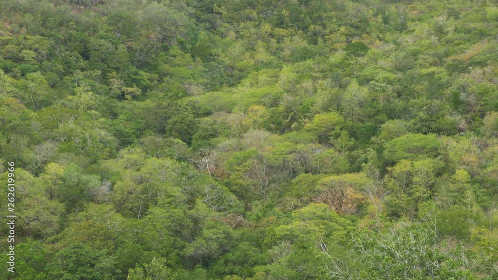 High angle view of jungle. Guanacaste province, Costa Rica. High angle view of jungle. Guanacaste province, Costa Rica.