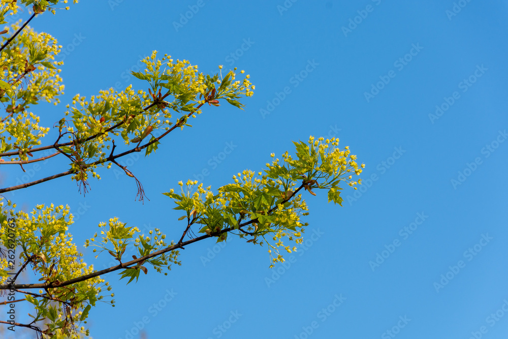 Zweige einer blühenden Platane im Frühling Zweige einer blühenden Platane im Frühling