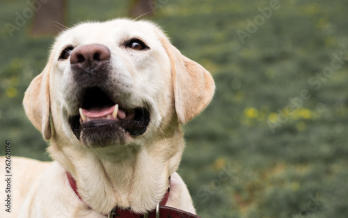 Labrador dog laugh