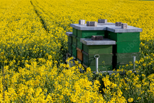Bienenstöcke in einem Rapsfeld photo