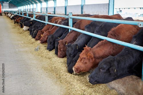 Cows eating hay on moden farm