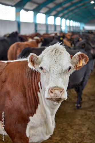 cow in moden farm