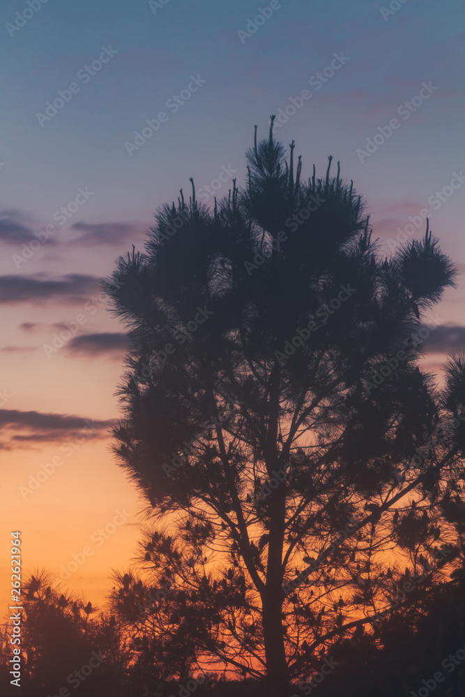 Sunset with clouds and the crown of the pine tree in silhouette