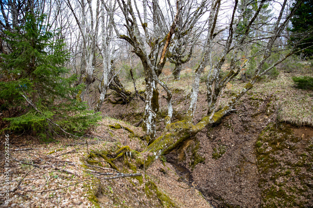 Spring landscape, beginning of vegetation on old trees,sun in the background Spring landscape, beginning of vegetation on old trees,sun in the background