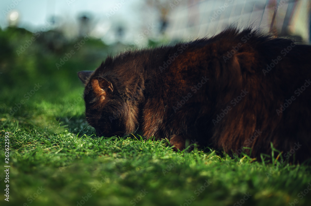Φωτογραφία Close up portrait of tomcat (Chantilly Tiffany)  laying and nuzzling (smelling) the grass - on sunset