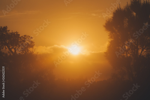 The sun disappearing behind the clouds between a branch of a cork tree and a pine tree © Ricardo