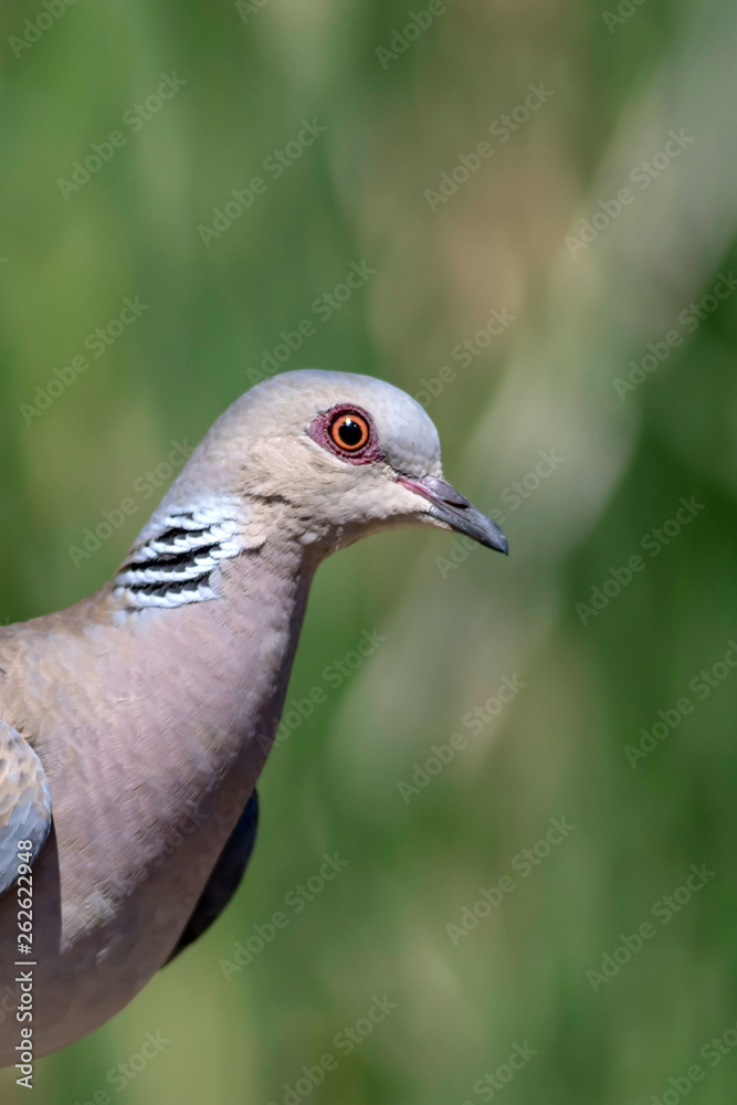 Fototapeta premium European Turtle Dove. Streptopelia turtur. Green nature background.